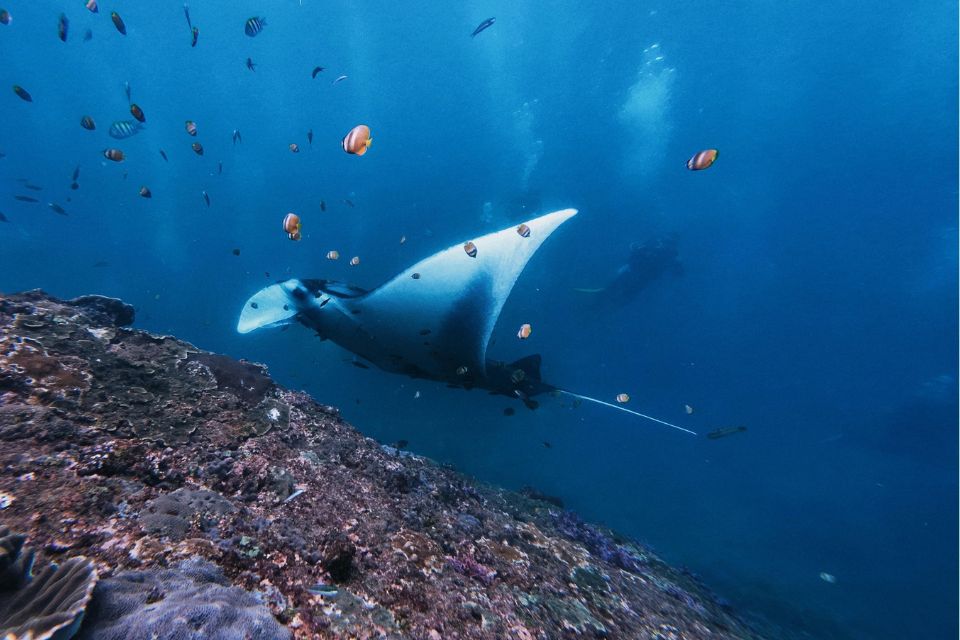 SEA LIFE London – An Underwater Winter Adventure